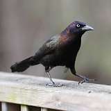 4: grackle-0C3_0523