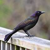 5: grackle-female-0C3_0319