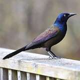 6: grackle-male-0C3_0432