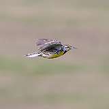 2: Eastern Meadowlark 0C3_0736