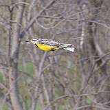 5: Eastern Meadowlark 0C3_0896