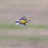 6: Eastern Meadowlark 0C3_0939