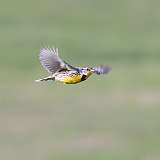 1: Eastern Meadowlark-1 0C3_0716