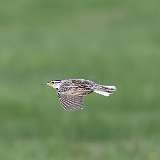 3: Eastern Meadowlark-1 0C3_0901