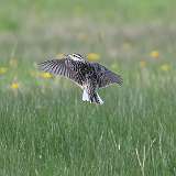 4: Eastern Meadowlark-1 0C3_0926