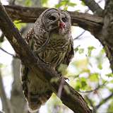 1: Barred Owl-snake-0C3_0537