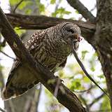 3: Barred Owl-snake-0C3_0540