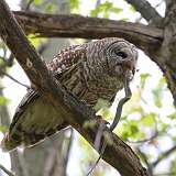 4: Barred Owl-snake-0C3_0552