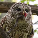 2: Barred Owl-snake-zoom-0C3_0537