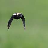 1: Bobolink-0C3_0580