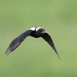 2: Bobolink-0C3_0582