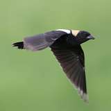 3: Bobolink-0C3_0585