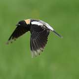 4: Bobolink-0C3_0664