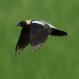 5: Bobolink-0C3_0665