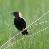 6: Bobolink-0C3_0670