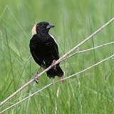 7: Bobolink-0C3_0676