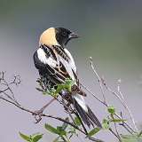 10: Bobolink-0C3_0757