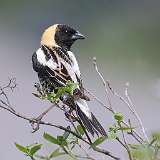 9: Bobolink-0C3_0763