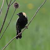 8: Bobolink-0C3_0840