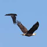 8: bald eagle - and raven 0C3_0362