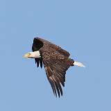 1: eagle-0C3_0264