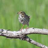 1: Savannah Sparrow 0C3_0081