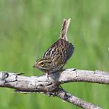 3: Savannah Sparrow 0C3_0114