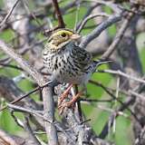 2: Savannah Sparrow 0C3_0132