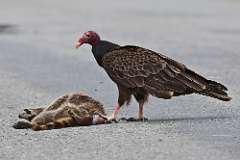 4: turkey-vulture-0C3_1250