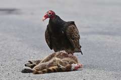 2: turkey-vulture-0C3_1262