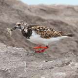 1: Ruddy Turnstone - food 0C3_0285