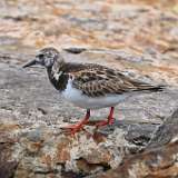 2: Ruddy Turnstone 0C3_0102