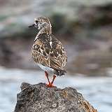 3: Ruddy Turnstone 0C3_0157