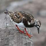 4: Ruddy Turnstone 0C3_0190