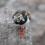 5: Ruddy Turnstone 0C3_0193