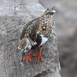 6: Ruddy Turnstone 0C3_0196