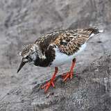 7: Ruddy Turnstone 0C3_0202