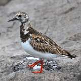 8: Ruddy Turnstone 0C3_0211