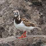 9: Ruddy Turnstone 0C3_0331