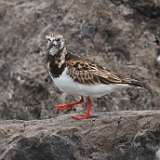 10: Ruddy Turnstone 0C3_0335