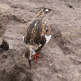 11: Ruddy Turnstone 0C3_0357