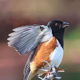 2: Eastern Towhee-0C3_0163