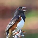 3: Eastern Towhee-0C3_0168