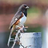 4: Eastern Towhee-0C3_0178