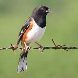 1: Eastern Towhee-0C3_0205