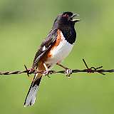 5: Eastern Towhee-0C3_0213