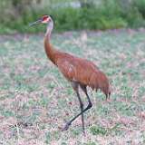 9: sandhill-crane-0C3_0411