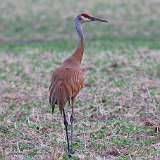 10: sandhill-crane-0C3_0441