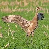 5: sandhill-crane-0C3_0501