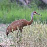 6: sandhill-crane-0C3_0603